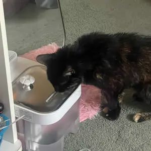 Sarah T.'s cat