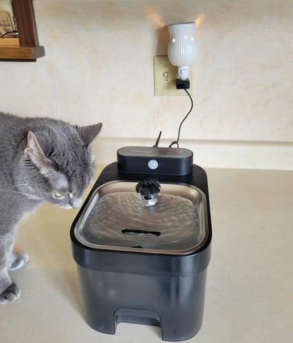 Tara L.'s cat